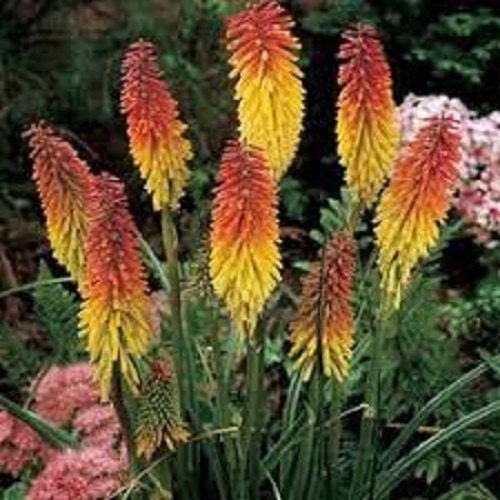 Red Hot Poker Flower Seeds / Kniphofia Uvaria / Perennial 50+