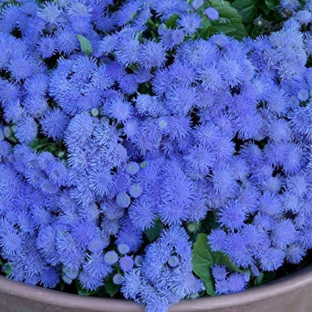 Dondo Blue Ageratum Flower Seeds / Annual 100 - Etsy