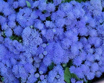 Dondo Blue Ageratum Flower Seeds / Annual   100+