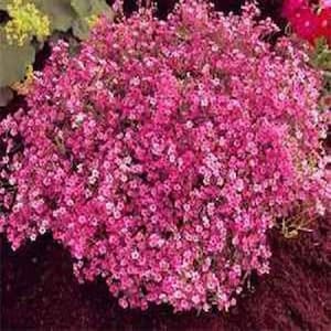 Crimson Baby&#39;s Breath Elegans Gypsophila Flower Seeds /Annual  100+