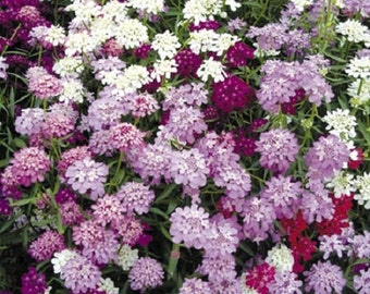 Candytuft Candy Cane Flower Seed Mix/ Iberis Umbellata/ Annual 100+