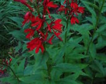 Red Cardinal Lobelia Flower Seeds / Annual  30+