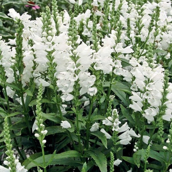 White Obedient Plant Flower Seeds / False Dragonhead / Perennial 40+