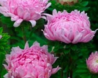 Graines de fleurs d'aster duchesse rose corail / grande pivoine callistephus / annuelle 40 ans et plus