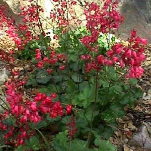 Coral Bells Heuchera Bressingham Flower Seeds / Perennial 75+