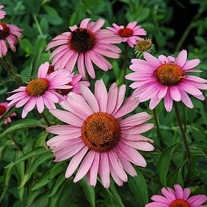Rose Purple Echinacea Flower Seeds / Cone Flower / Perennial 50+