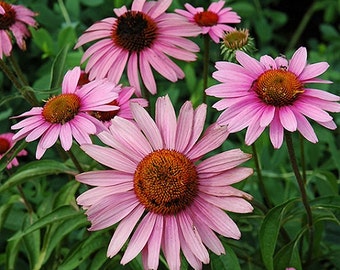 Rose Purple Echinacea Flower Seeds / Cone Flower / Perennial 50+