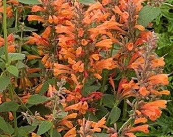 Orange Agastache Hyssop Flower Seeds / Perennial   40+