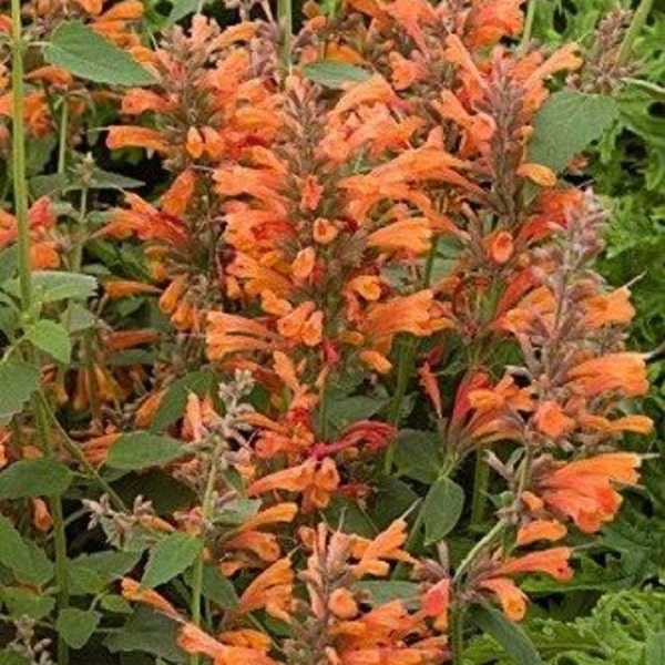 Orange Agastache Hyssop Flower Seeds / Perennial   40+