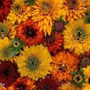 Rudbeckia  Moroccan Sunset Mix Flower Seeds / Hirta / Perennial 30+