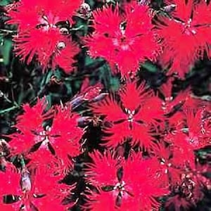 Red Superbus Dianthus Flower Seeds / Perennial 50+