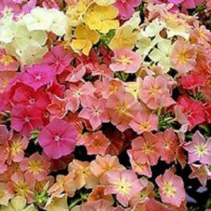 Coral Reef Mix Phlox Flower Seeds / Annual / 30+