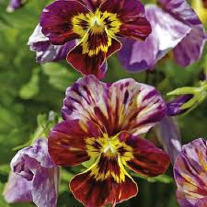 Viola Brush Strokes Flower Seeds / Williamsiana / Perennial Etsy