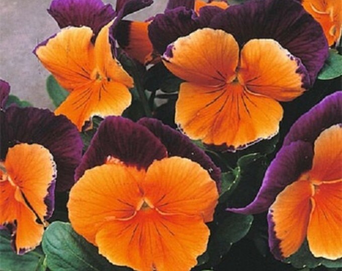 Joker Jolly Joker Pansy Flower Seeds / Annual 35 Etsy
