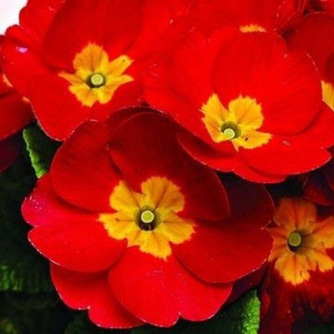 Crimson Fairy Primrose Flower Seeds / Primula Malacoides / Etsy