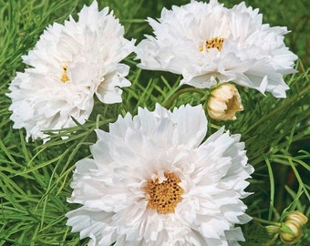 White Double Dutch Cosmos Flower Seeds / Bipinnatus / Annual 50+