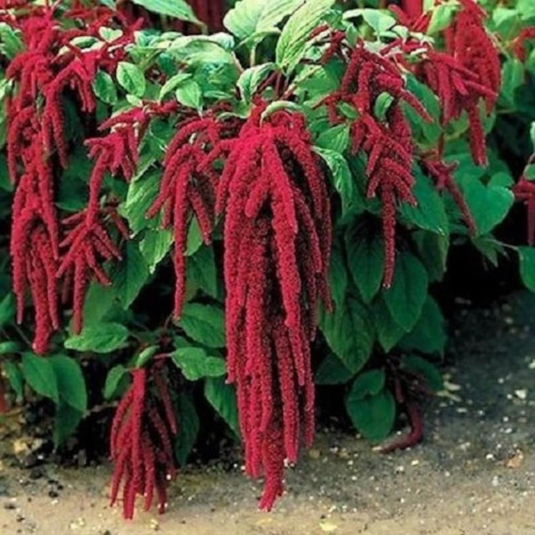 Amaranthus Red Caudatus Flower Seeds / Annual 75 Etsy