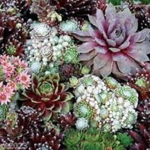 Sempervivum Hardy Species Mix Flower Seeds / Perennial 50 Etsy