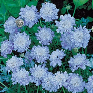 Light Blue Pincushion Flower Seeds / Scabiosa / Perennial  25+