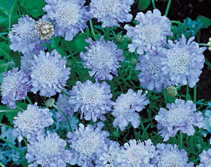 Light Blue Pincushion Flower Seeds / Scabiosa / Perennial 25 Etsy