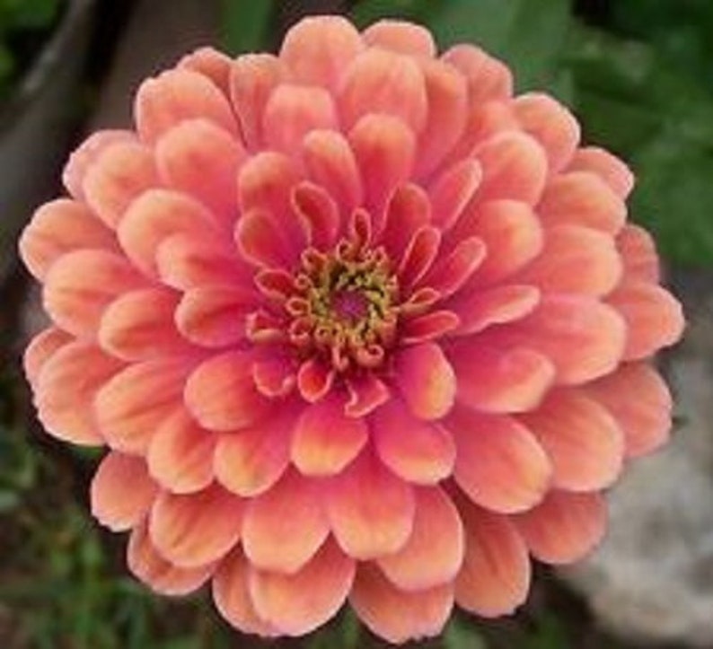 Zinnia Yoga Salmon Colored Flower Seeds / Annual 50 - Etsy