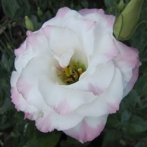 Pink Picotee Lisianthus Flower Seeds / Annual 25+