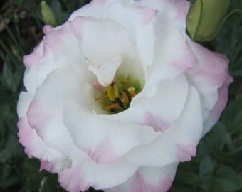 Graines de fleurs de Lisianthus Picotee rose / Annuelle 25+