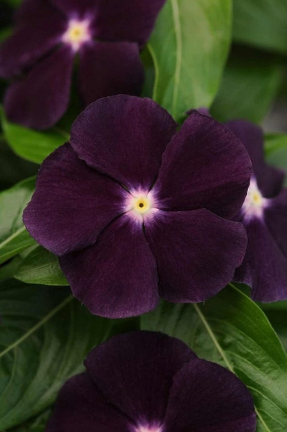 Ocean Black Moon Vinca Flower Seeds / Anual 40 Etsy España