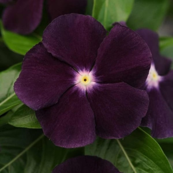 Ocean Black Moon Vinca Flower Seeds / Annual  40+