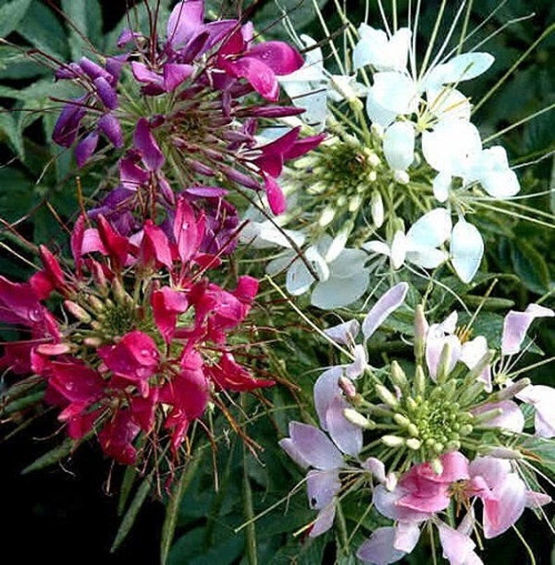 Cleome Seeds Spider Flower Huge Airy Blooms WHITE QUEEN 30 Seeds