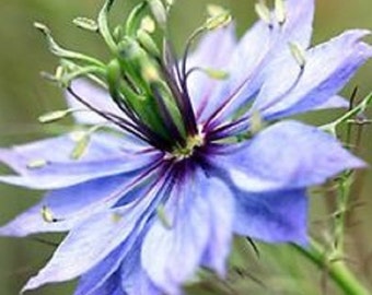 Nigella Blue Love In A Mist Flower Seeds / Miss Jekyll Light Blue / Annual 100+
