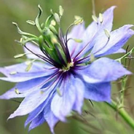 Nigella Blue Love In A Mist Flower Seeds Miss Jekyll Light Etsy Nigella Blue Love In A Mist Flower Seeds Miss Jekyll Light Etsy