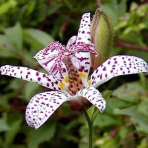 Tricyrtis  Japanese Toad Lily Flower Seeds / Perennial / 25+