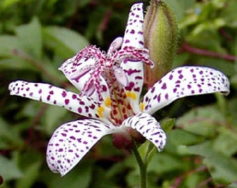 Tricyrtis  Japanese Toad Lily Flower Seeds / Perennial / 25+