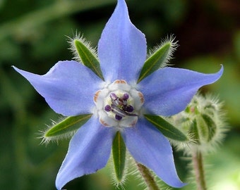 Blue Star Bourrache Graines de fleurs / Officinalis / Annual 50+