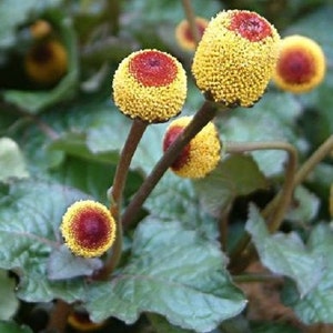 Toothache Plant Flower Seeds / Spilanthes Oleracea / Perennial 100+