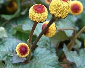 Toothache Plant Flower Seeds / Spilanthes Oleracea / Perennial 100+