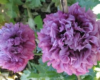 Purple Peony Poppy Flower Seeds / Papaver / Annual  100+