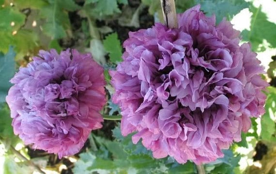 FLOWER POPPY PAPAVER PAEONIFLORUM BLACK PEONY 2500 SEEDS