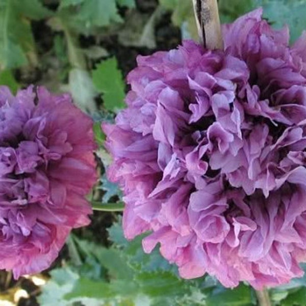 Purple Peony Poppy Flower Seeds / Papaver / Annual  100+