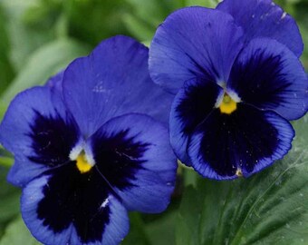 Deep Blue Swiss Giant Ullswater Viola Pansy Flower Seeds / Biennial /35+