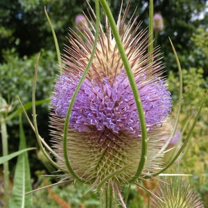 Lilac Teasel Flower Seeds / Dipsacus Sativus / Biennial  65+