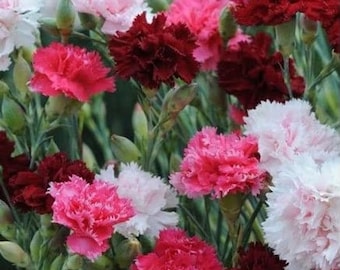 Cottage Pinks Sonata Flower Seeds / Dianthus /Perennial 75+