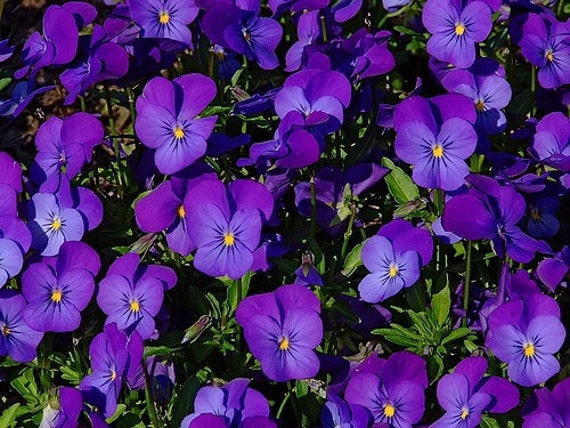 Viola cornuta Chantreyland 50 Seeds Viola cornuta Chantreyland 50 Seeds