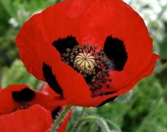 Ladybird Scarlet Poppy Flower Seeds/ Papaver Commutatum/ Annual 100+