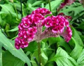 Graines de fleurs pourpres Celosia Cockscomb / Auto-ensemencement annuel 30+