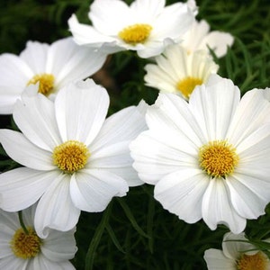 Pure White Bipinnatus Sensation Cosmos Flower Seeds / Annual / 35+