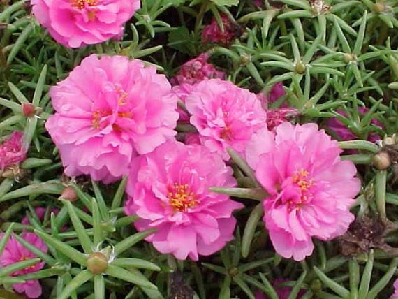 Portulaca, Moss Rose (Portulaca grandiflora)