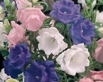 Campanula Canterbury Double Bells Mix  Flower Seeds / Perennial  50+