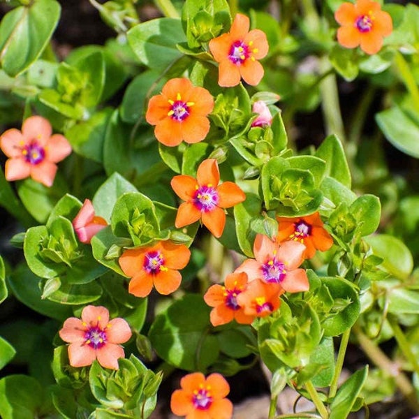 Scarlet Pimpernel Anagallis Flower Seeds / Annual / 60+